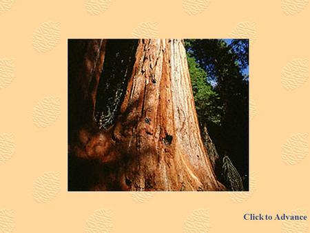 Click to Advance Objectives Students will select the correct characteristics of Sequoia trees from a list of multiple choices Students will list the.