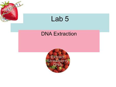 Lab 5 DNA Extraction.