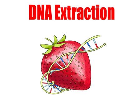 DNA Extraction.