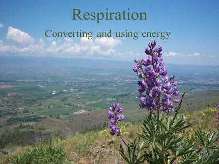 Respiration Converting and using energy. Photosynthesis Review ► Photosynthesis stored energy in the form of glucose.  Glucose is what animals and plants.