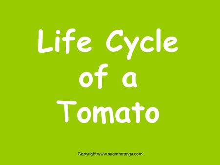 Copyright www.seomraranga.com Life Cycle of a Tomato.