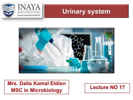 Urinary system Mrs. Dalia Kamal Eldien MSC in Microbiology.