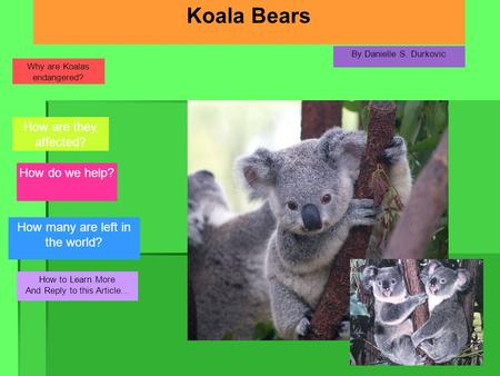 Koala Bears How are they affected? How do we help?