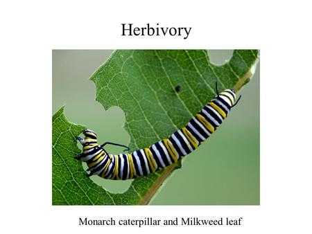 Herbivory Monarch caterpillar and Milkweed leaf.