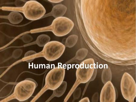 Human Reproduction.