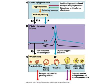 Hormones synchronize ovarian and menstrual cycles