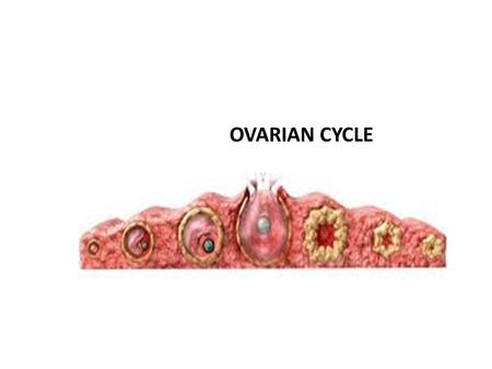 OVARIAN CYCLE.