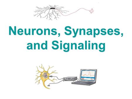 Neurons, Synapses, and Signaling