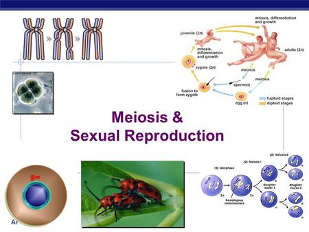 Meiosis & Sexual Reproduction.