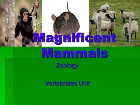 Zoology Vertebrates Unit