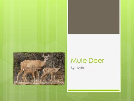 By: Kyle Mule Deer. What it Eats  Food: Jojoba, cat claw, buck bush, and other shrubs and grasses.