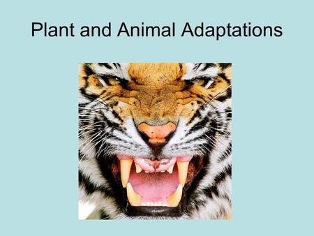 Plant and Animal Adaptations