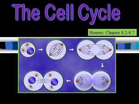 Honors: Chapter 8.2-8.7 Academic: Chapter 10 (AKA--Mitotic Phase) CELLCYCLECELLCYCLE.