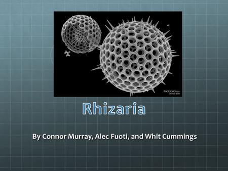 By Connor Murray, Alec Fuoti, and Whit Cummings. Rhizaria is one of the five supergroups of protists, made up mostly by unicellular eukaryotes They exist.