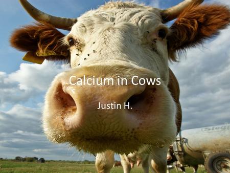 Calcium in Cows Justin H.. Amount of calcium I quickly learned that heavily milked cows are fed/given extra calcium to strengthen their overall health.