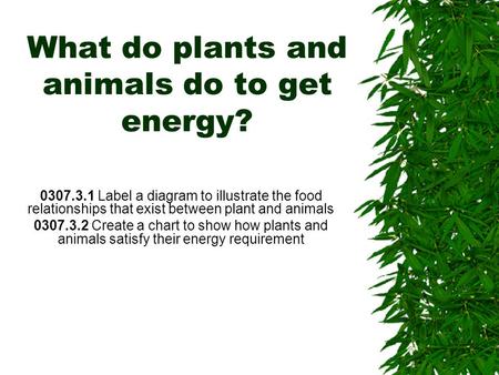 What do plants and animals do to get energy?