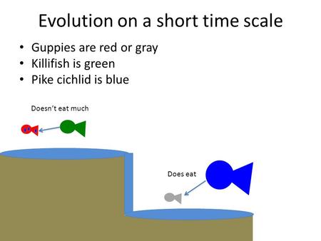 Evolution on a short time scale Guppies are red or gray Killifish is green Pike cichlid is blue Doesn’t eat much Does eat.