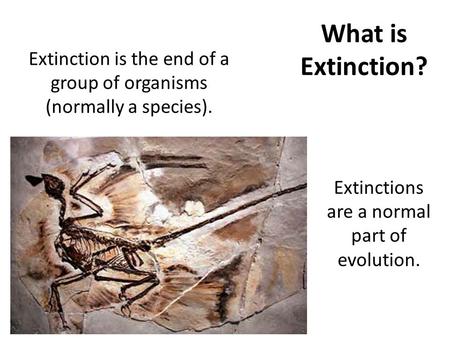 What is Extinction? Extinction is the end of a group of organisms (normally a species). Extinctions are a normal part of evolution. A species is considered.