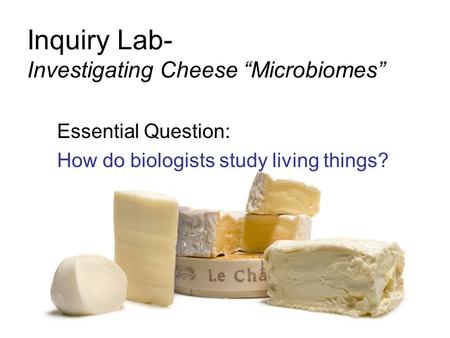 Inquiry Lab- Investigating Cheese “Microbiomes”