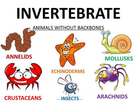 INVERTEBRATE ANNELIDS MOLLUSKS ARACHNIDS CRUSTACEANS