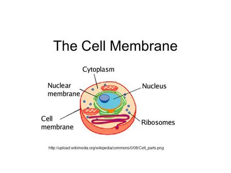 The Cell Membrane