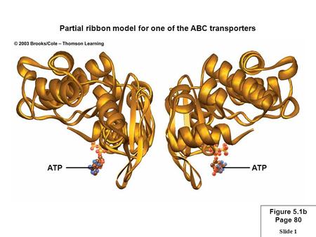 Partial ribbon model for one of the ABC transporters