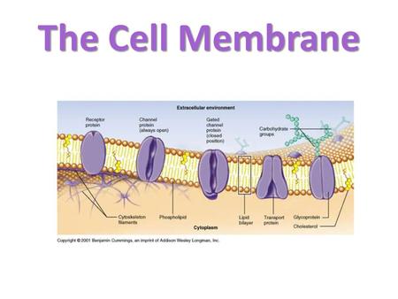 The Cell Membrane The cell membrane is a fluid structure that forms a boundary between the cell the outside environment. Inside Outside Cell membrane.