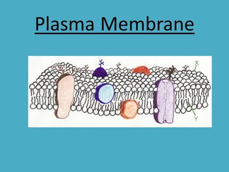 Plasma Membrane.