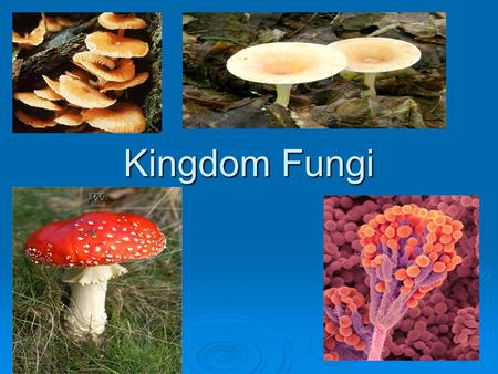 Kingdom Fungi.