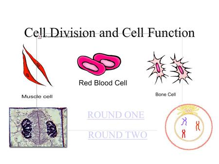 Cell Division and Cell Function ROUND ONE ROUND TWO.