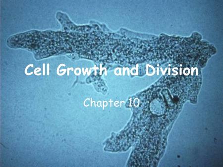 Cell Growth and Division Chapter 10. Cell Growth Does an adult have bigger cells than a child?