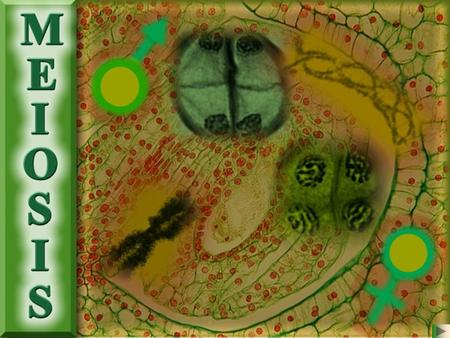 Meiosis is a form of cell division in which the diploid number (2N) of chromosomes is reduced to the haploid number (N) In preparation for meiosis during.