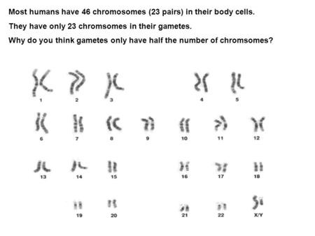 Most humans have 46 chromosomes (23 pairs) in their body cells.