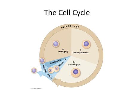 The Cell Cycle.