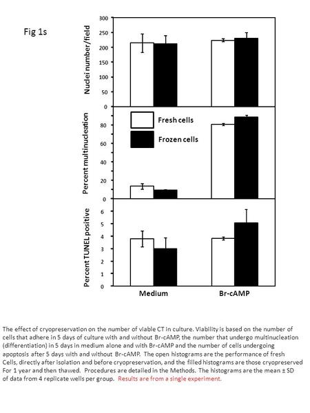 0 50 100 150 200 250 300 Nuclei number/field 0 20 40 60 80 Percent multinucleation 0 1 2 3 4 5 6 MediumBr-cAMP Percent TUNEL positive Fresh cells Frozen.