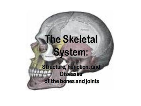 The Skeletal System Copyright © 2003 Pearson Education, Inc. publishing as Benjamin Cummings  Parts of the skeletal system  Bones (skeleton)  Joints.