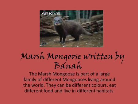 Marsh Mongoose written by Banah The Marsh Mongoose is part of a large family of different Mongooses living around the world. They can be different colours,