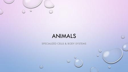 ANIMALS SPECIALIZED CELLS & BODY SYSTEMS. SPECIALIZED CELLS: BLOOD BLOOD: FLUID THAT TRANSPORTS SUBSTANCES THROUGHOUT THE BODY MADE OF 2 MAIN SUBSTANCES: