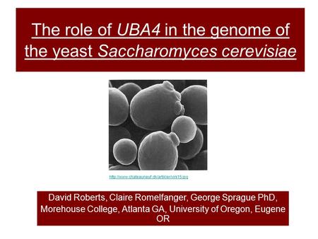 The role of UBA4 in the genome of the yeast Saccharomyces cerevisiae