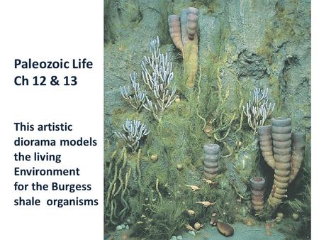 Paleozoic Life Ch 12 & 13 This artistic diorama models the living