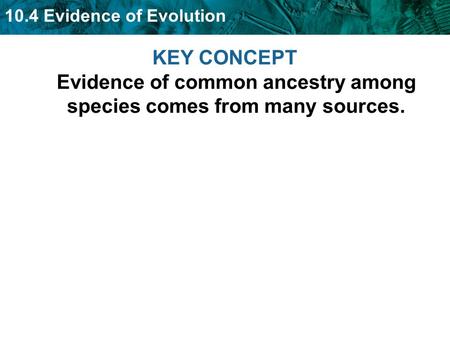 10.4 Evidence of Evolution KEY CONCEPT Evidence of common ancestry among species comes from many sources.