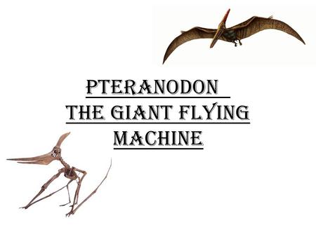 Pteranodon The giant flying machine