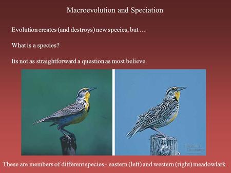 Macroevolution and Speciation