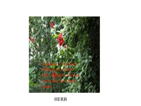 HERB Jasmine: It is herb. Which live short life. Height of these tress are less than other.