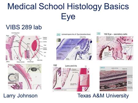 Medical School Histology Basics Eye