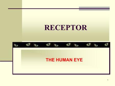 RECEPTOR THE HUMAN EYE.