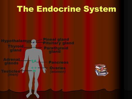 The Endocrine System Pineal gland Hypothalamus Pituitary gland Thyroid