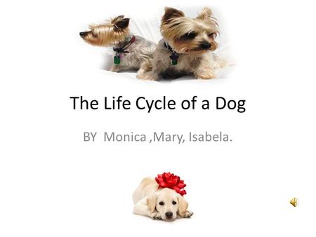 The Life Cycle of a Dog BY Monica,Mary, Isabela.