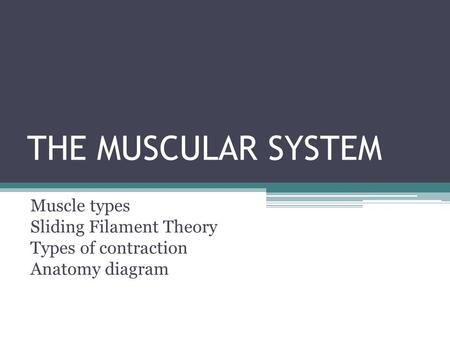 THE MUSCULAR SYSTEM Muscle types Sliding Filament Theory Types of contraction Anatomy diagram.