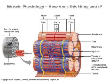 Muscle Physiology – How does this thing work?